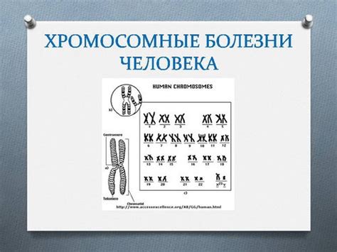 Важность количества хромосом в организме