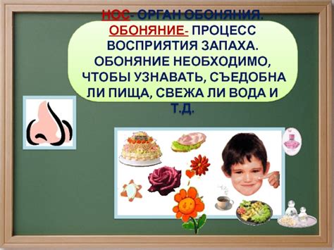 Важность обоняния для восприятия вкуса