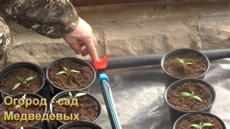 Важность полива и подкормок