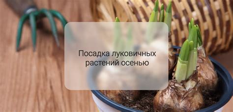 Важность поливки луковичных растений осенью