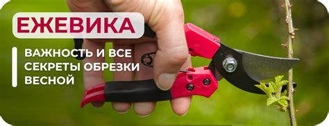 Важность последовательности обрезки хвостов