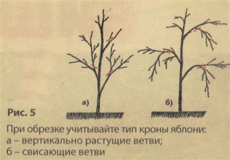 Важность правильного места и посадки для формирования колоновидной черешни