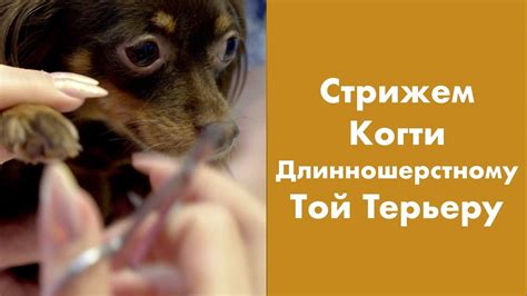 Важность правильного подстригания ногтей той терьеру