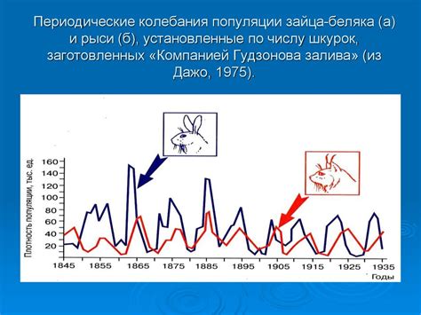 Важность сохранения популяции зайца