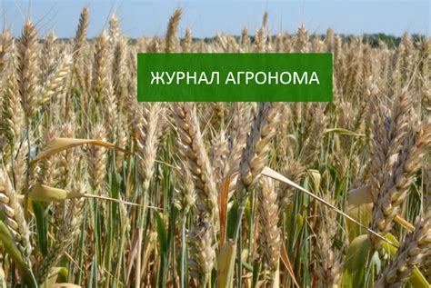 Важность фазы цветения для будущего урожая пшеницы