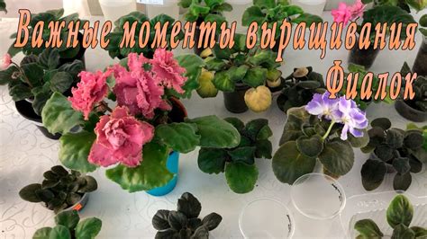Важные моменты выращивания камнеломки фламинго