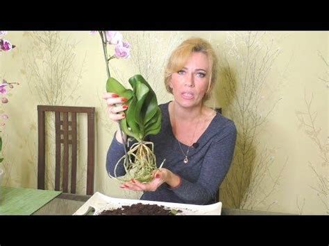 Важные моменты о пересадке орхидеи