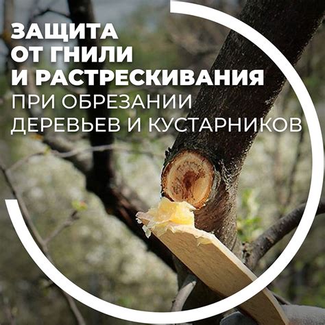 Важные моменты при обрезке дубовых кустарников
