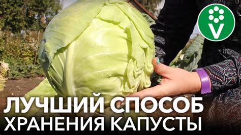 Важные моменты при хранении капусты