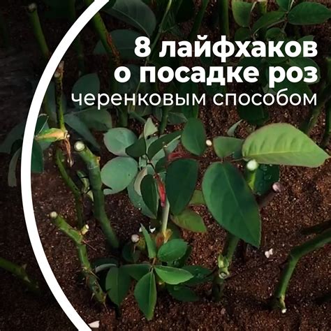 Важные моменты при черенковании роз
