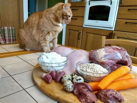 Важные правила для кормления котят