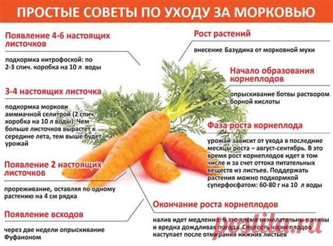 Важные советы по уходу за новорожденными кроликами