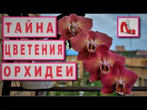 Важные факторы для достижения раннего цветения