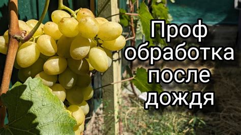 Важные факторы для сбора винограда после дождя