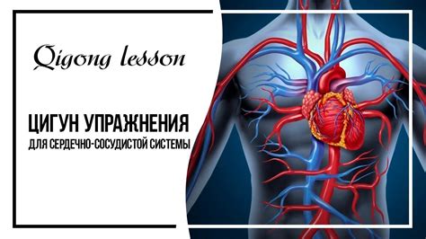 Важный фактор при заботе о сердечно-сосудистой системе