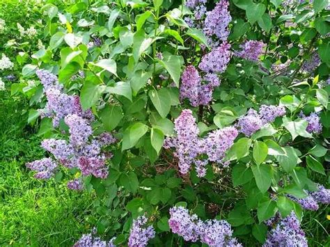 Варианты использования куста сирени