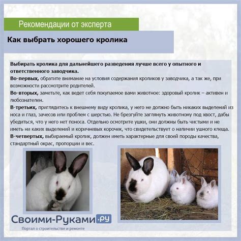 Вариативность и адаптация для разных пород кроликов