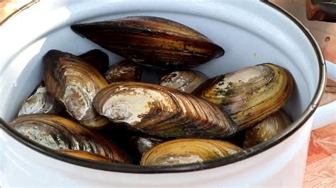 Ваш выбор: морские мидии или речные мидии