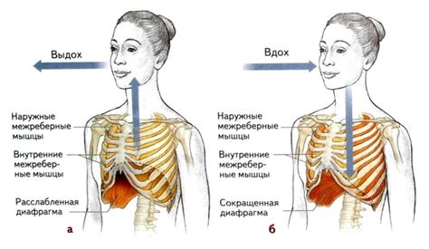 Вдох и расслабление