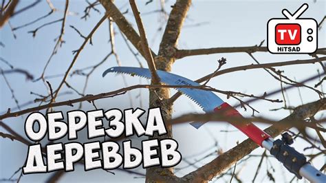 Ведущие ошибки при обрезке яблони и как их избежать