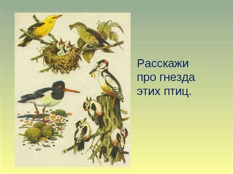 Вековая история этих птиц