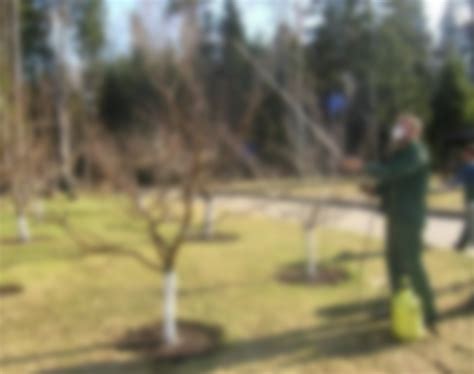 Весенняя обработка деревьев: преимущества и недостатки