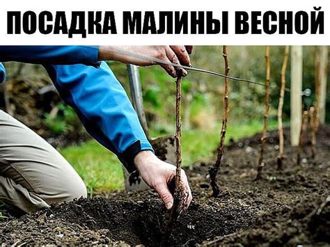Весенняя посадка малины: полезные советы