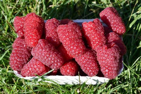Веточки малины для чая: когда и как собирать