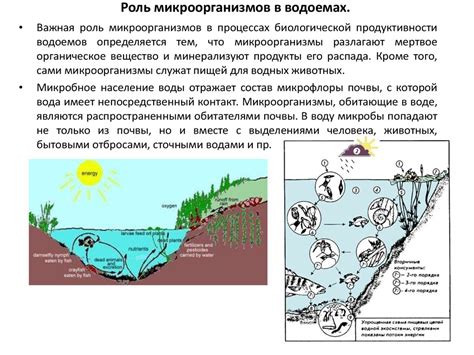 Взаимодействие между смектой и энтерофурилом