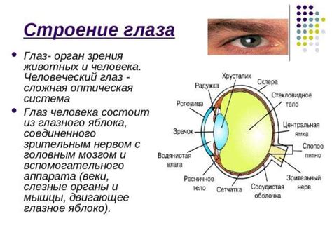 Взаимодействие органов зрения с носом