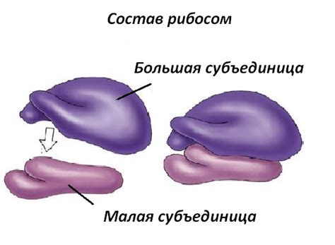 Взаимодействие рибосом с другими компонентами клетки