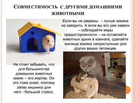 Взаимодействие хомяка с детьми и другими домашними животными