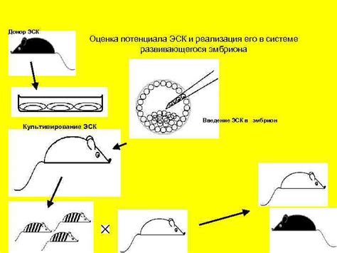 Взаимопонимание и культивирование потенциала