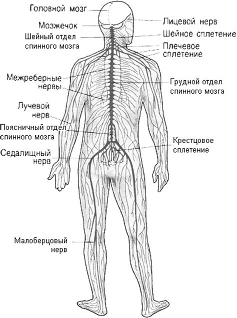 Взаимосвязь с нервной системой