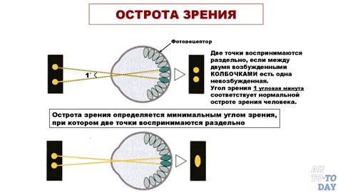Видимость своего носа: восприятие и ограничения зрения