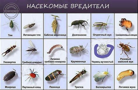 Виды вредителей, которые могут пребывать на страницах книг