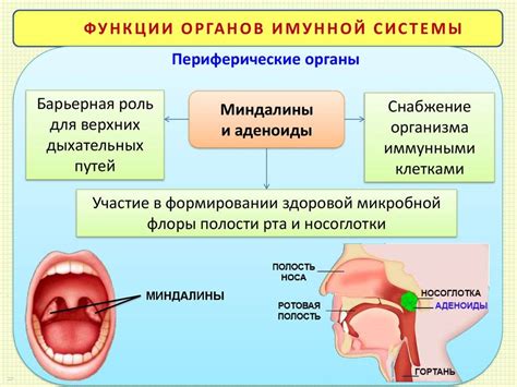 Виды гланд и их функции