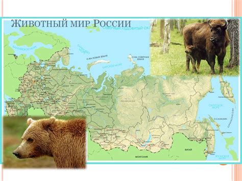 Виды медведей, обитающие в Ленинградской области