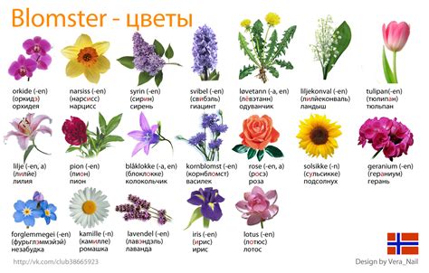 Виды цветов