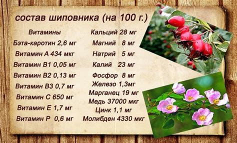 Витаминный состав шиповника и его положительное влияние на организм собаки