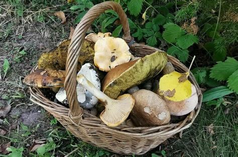 Вкусные находки для грибников