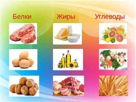 Влажный корм - идеальное соотношение белка, жира и углеводов