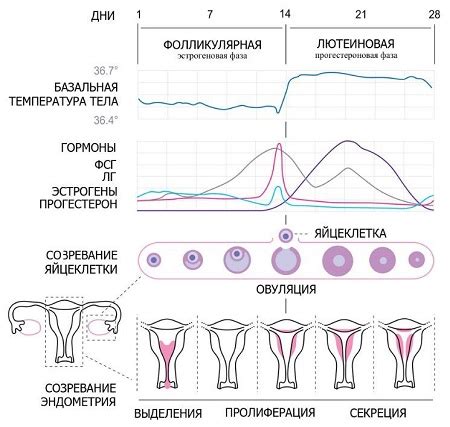 Влияет ли гистероскопия на менструальный цикл: