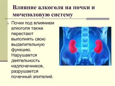 Влияние алкоголя на почки и мочеполовую систему