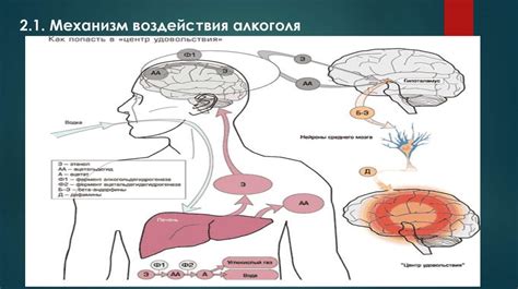 Влияние алкоголя на терморегуляцию