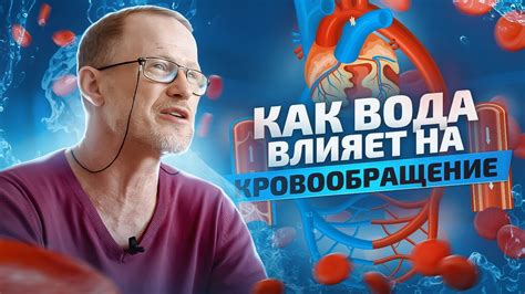Влияние витамина К на кровеносную систему
