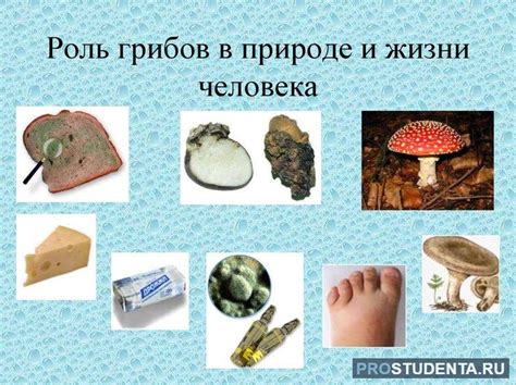 Влияние времени на сохранность грибов