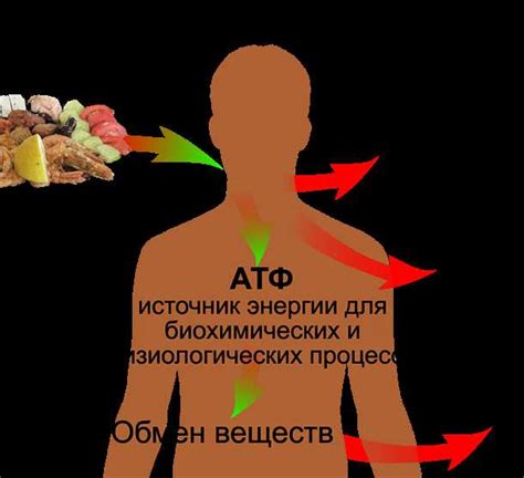 Влияние горячей ванны на метаболизм и потребление калорий