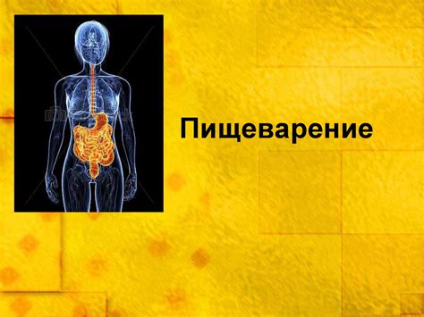 Влияние душа на пищеварение