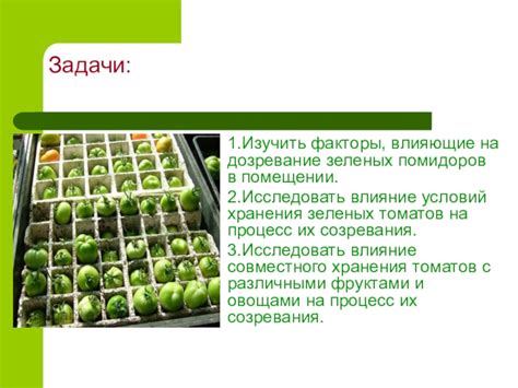 Влияние зеленых помидоров на свиней